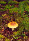 815pilz.JPG (56824 Byte)