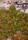818heidelbeeren.JPG (70372 Byte)