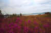 818inarisee.JPG (29534 Byte)