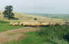 814schafebeitosnad.JPG (24742 Byte)
