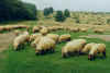 814schafherde.JPG (28283 Byte)