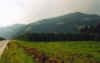 820slowenischerhopfen.JPG (17657 Byte)