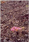 704erstepflanzen.JPG (182186 Byte)
