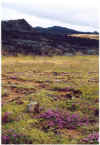 704kargevegetation.JPG (137929 Byte)