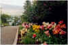 708blumennahepolarkreis.JPG (121605 Byte)