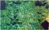 716geldfreierwunsch.JPG (174811 Byte)