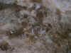716struktur1.jpg (102778 Byte)