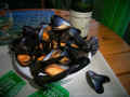 805muscheln.jpg (74018 Byte)