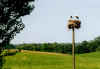 726storchennest.JPG (54646 Byte)