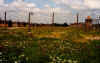 730birkenau.JPG (65597 Byte)