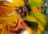 1001marronitessin.JPG (36331 Byte)